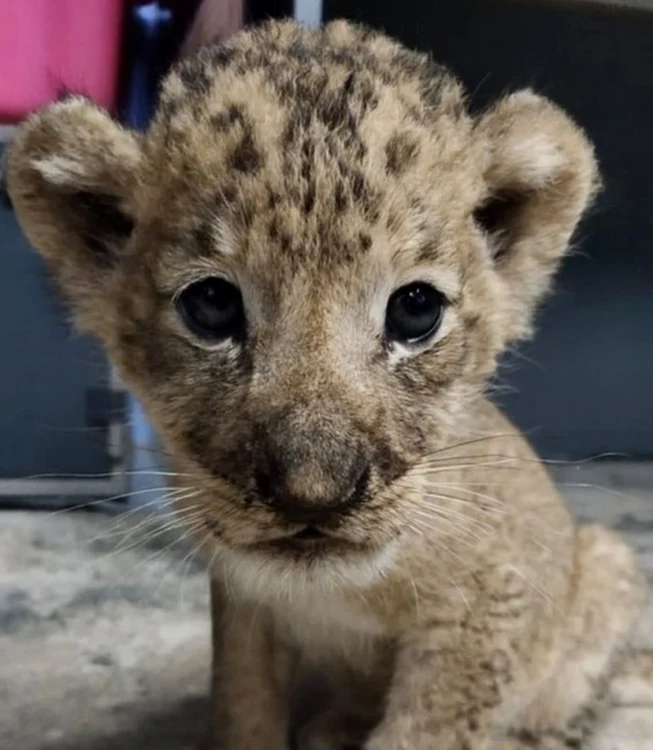 Simba
