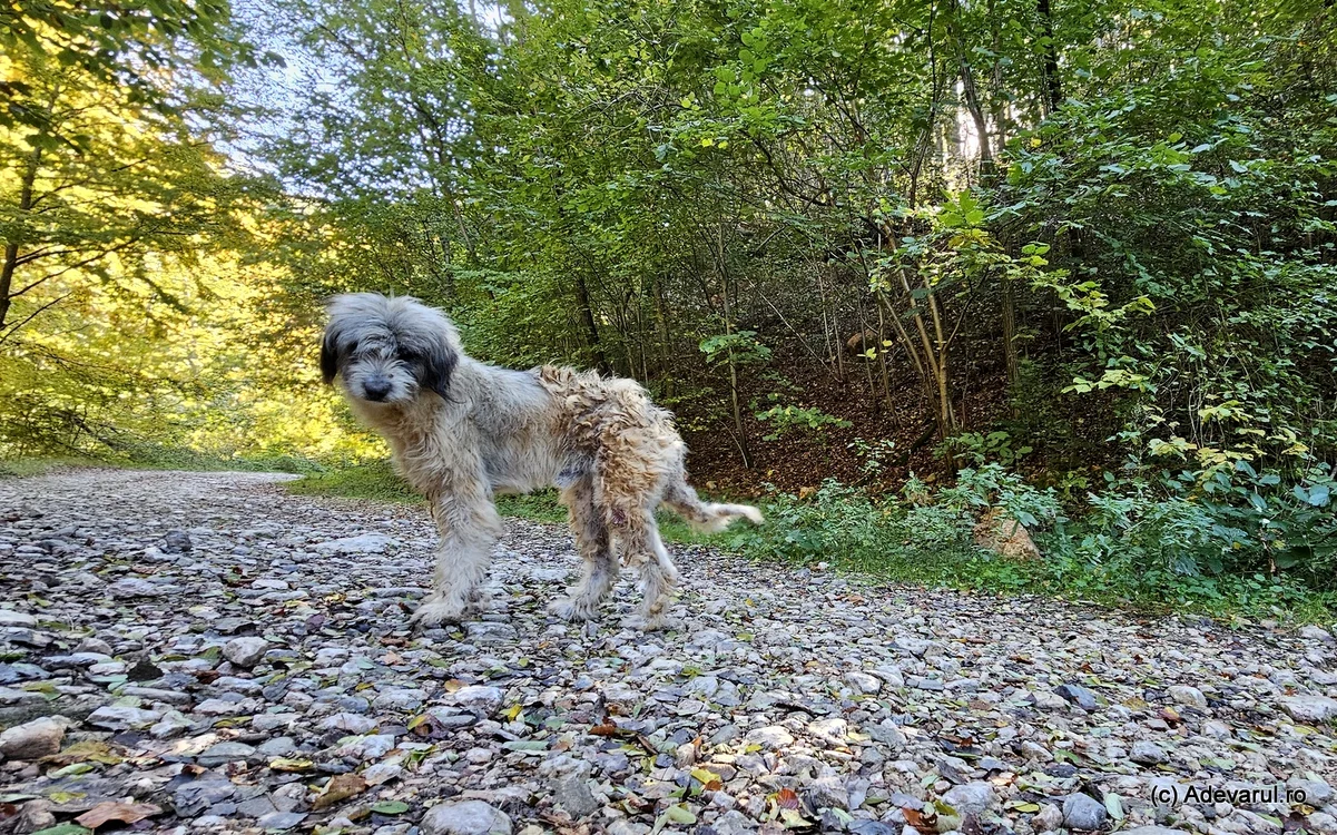 Câine pe un drum din Munții Șureanu, zona Cioclovina. Foto: Daniel Guță