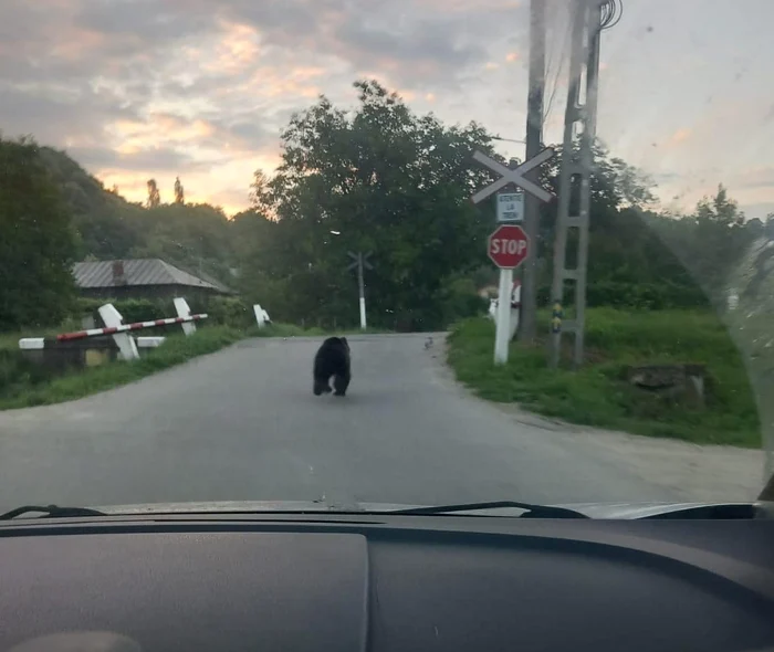 Ursul trece calea ferată SURSA Implica-te pentru Branesti, Dambovita