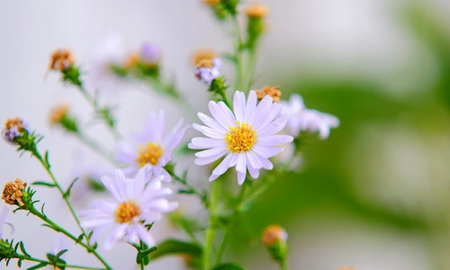 1 77560 original jpg jpeg