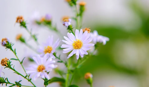 1 77560 original jpg jpeg