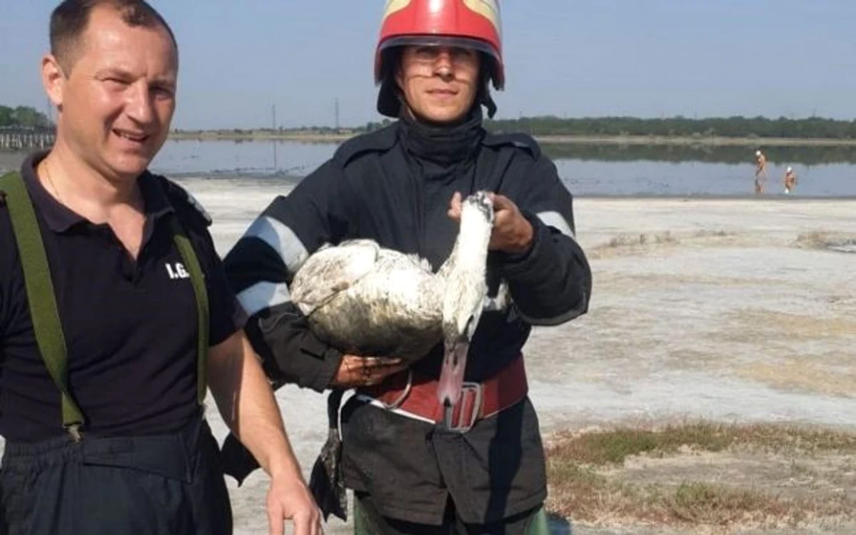 Lebăda a fost scoasă de pompieri din mâlul din staţiunea Lacu Sărat Foto: ISU Brăila