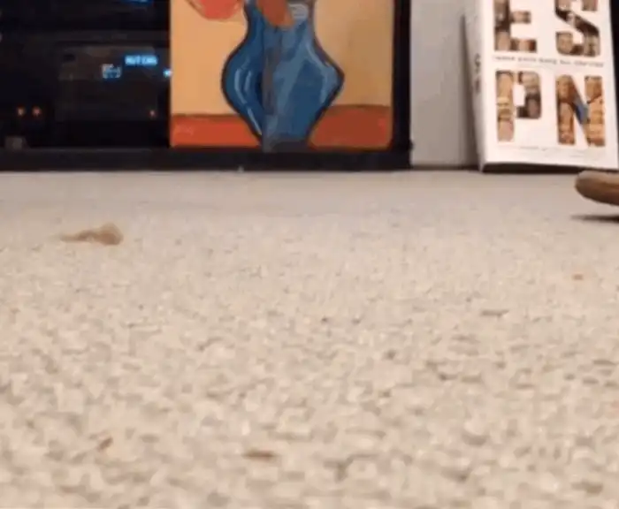 Pisica a descoperit un nou joc: se plimbă cu papucul stăpânuluifoto: buzzfeed.com