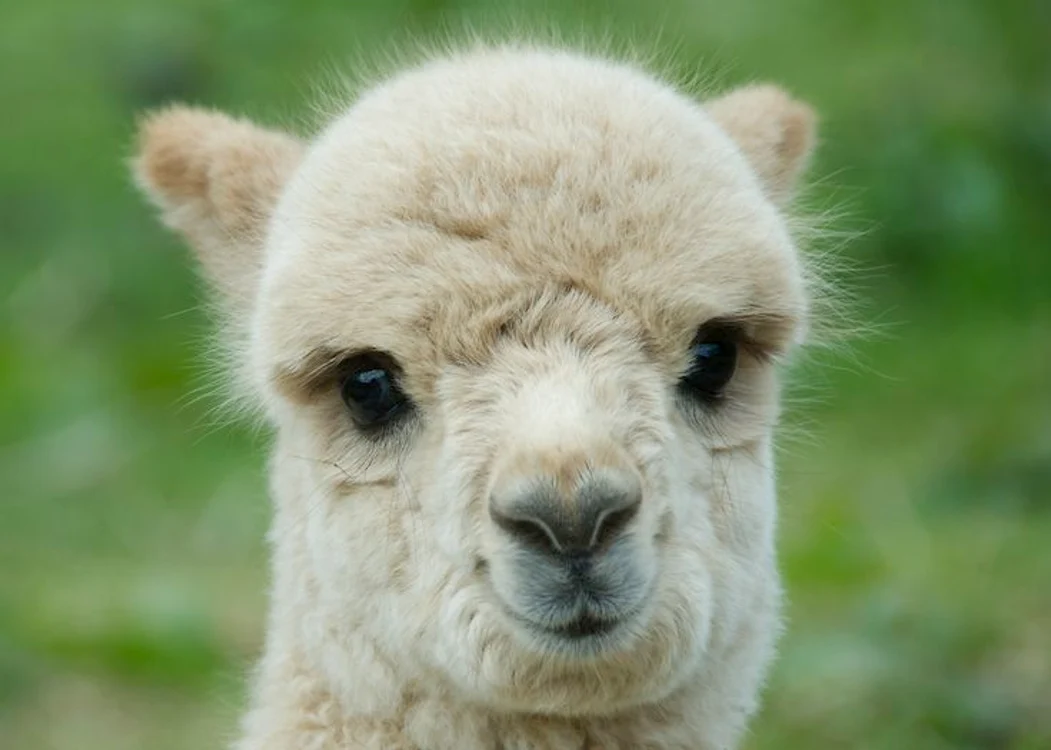 lama jpeg
