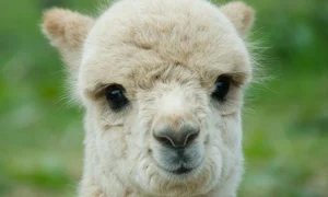 lama jpeg