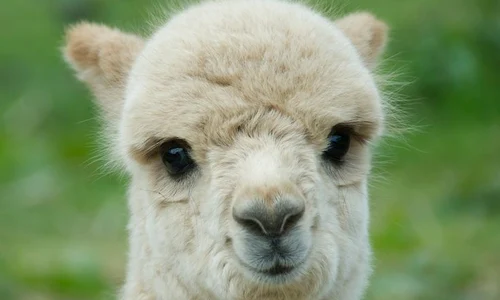 lama jpeg