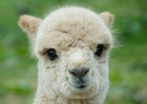 lama jpeg