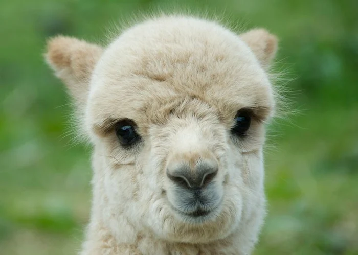 lama jpeg