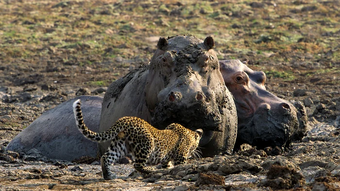 Leoparzii împart teritoriul și cu hipopotami. FOTO: BBC