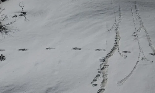 Armata indiană a anunțat că a găsit urmele lui Yeti în Himalaya / FOTO jpeg