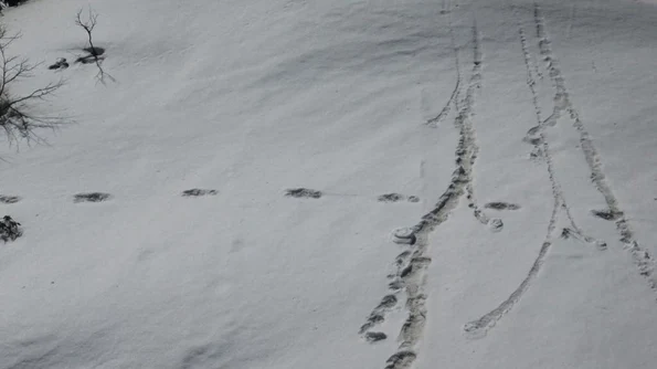 Armata indiană a anunțat că a găsit urmele lui Yeti în Himalaya / FOTO jpeg