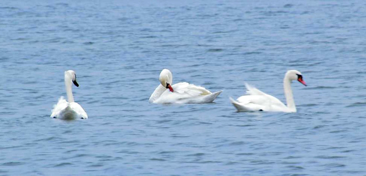 Dacă iarna va fi blândă, păsările vor ierna în microclimatul de lângă Buzău  FOTO: Iulian Bunilă