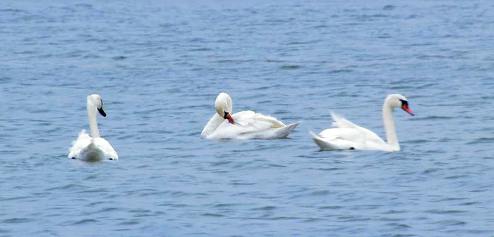 Dacă iarna va fi blândă, păsările vor ierna în microclimatul de lângă Buzău FOTO: Iulian Bunilă