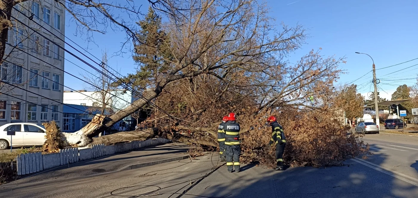 Șoferii trebuie să nu parcheze în preajma copacilor. FOTO: ISU Giurgiu