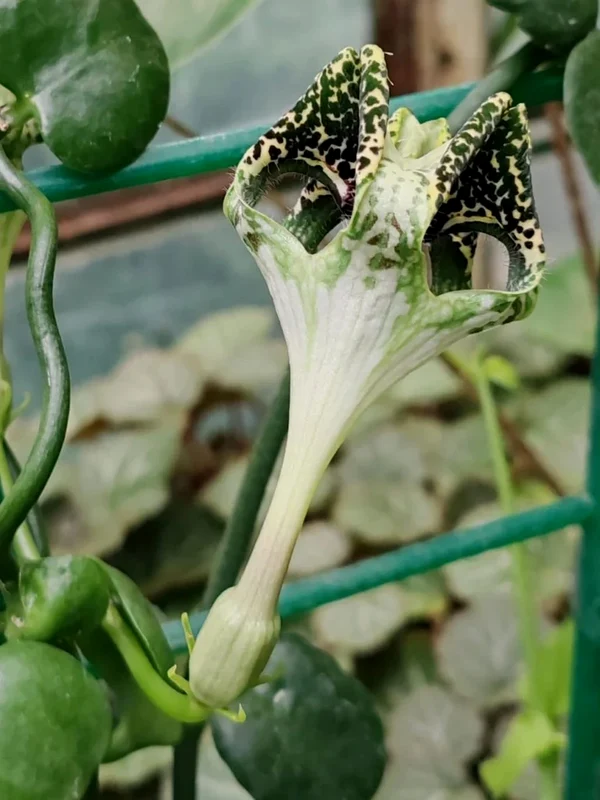 Planta-parașută a înflorit pentru prima dată în Grădina Botanică din București 