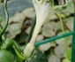 Planta-parașută a înflorit pentru prima dată în Grădina Botanică din București 