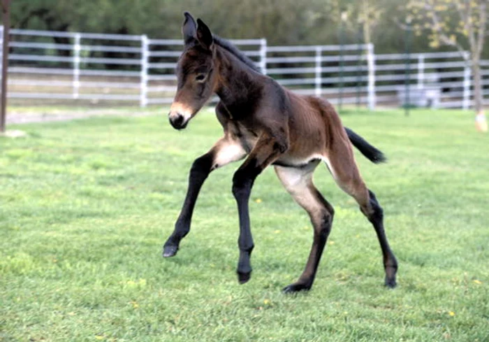 
    A fost prins că întreținea relații sexuale cu un calFoto Getty  