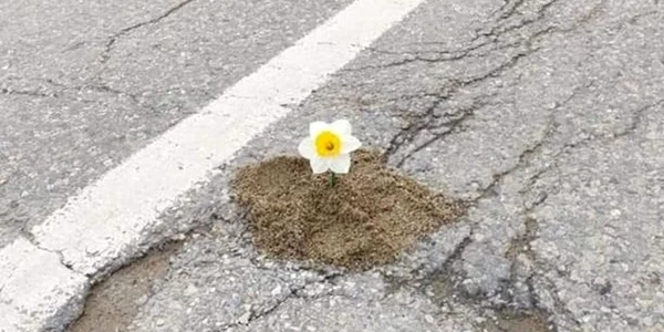 drum flori apuseni
