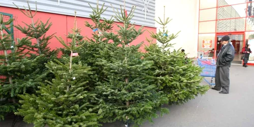 În această perioadă înfloreşte afacerea cu brazi