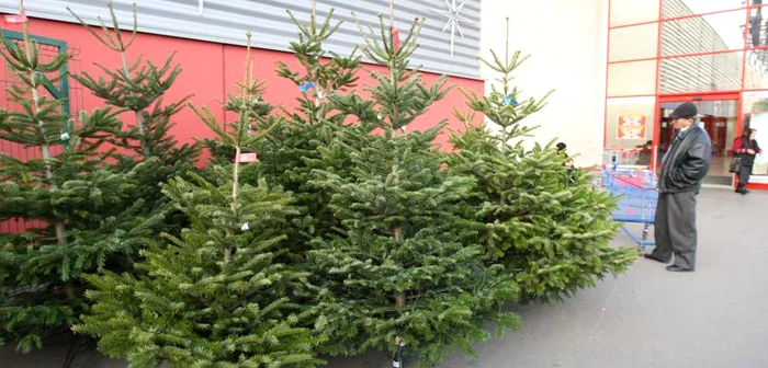 În această perioadă înfloreşte afacerea cu brazi