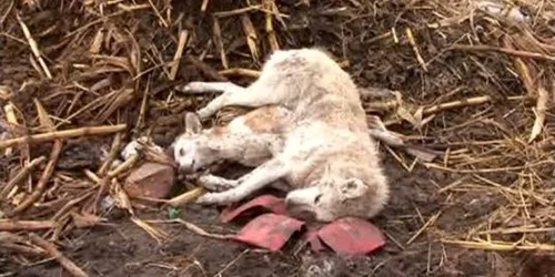 caini morti ploiesti