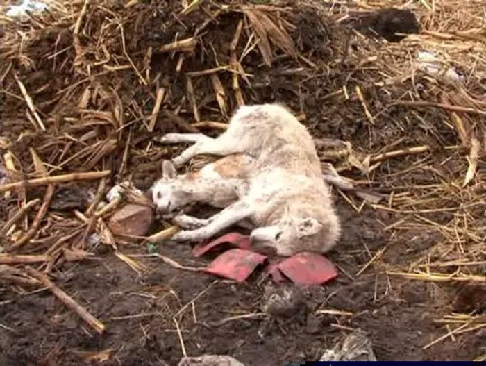 Cazurile au fost semnalate ]n mai multe cartiere din oraş. FOTO arhivă Adevărul