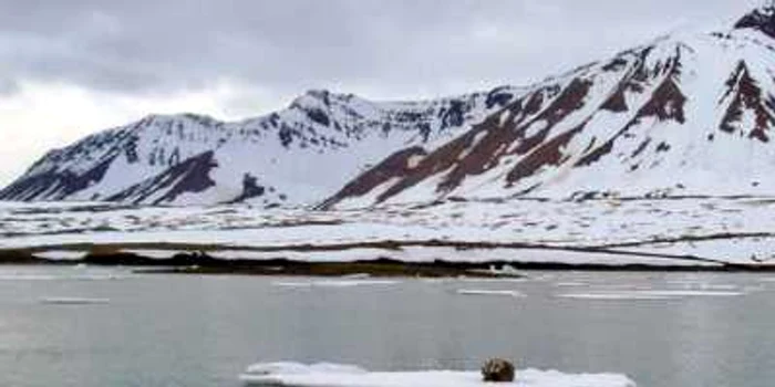 Calota glaciară ar putea dispărea în 30-40 de ani, avertizează specialiştii