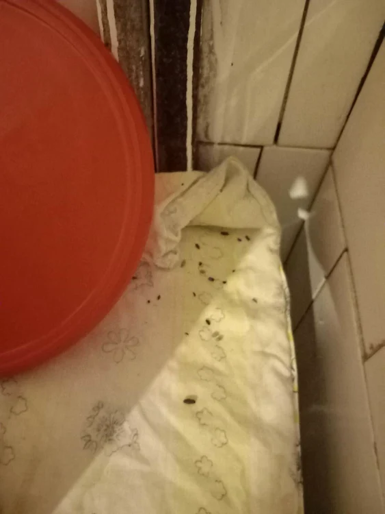Mizeria descoperită FOTO ANPC
