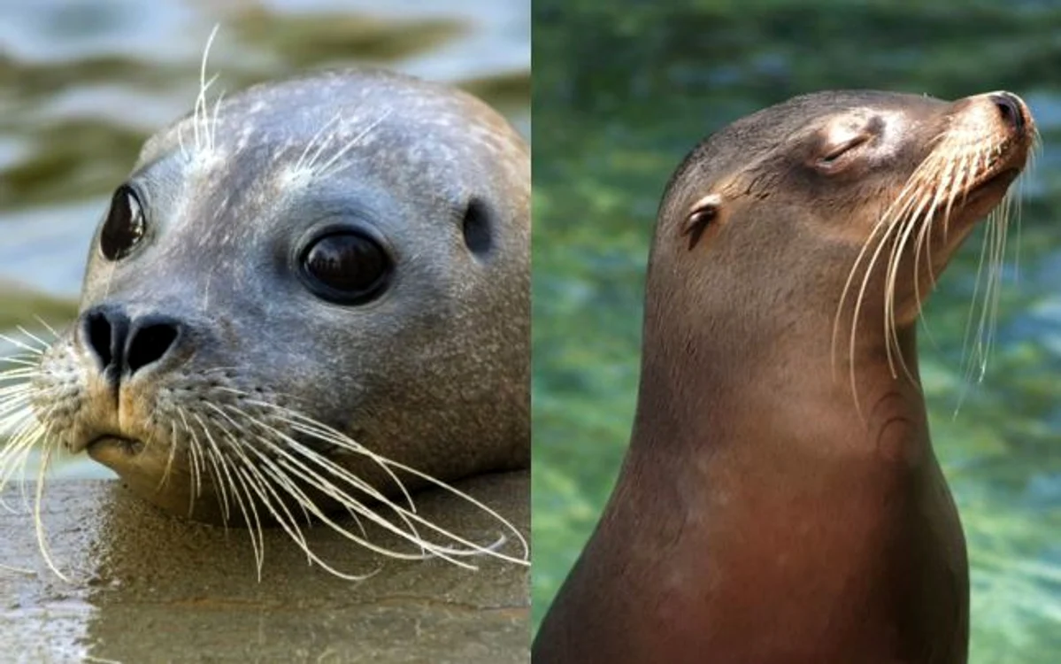 foca si leul de mare