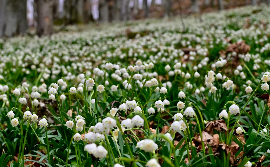 Platoul Vârtoapelor. Foto: Romsilva.
