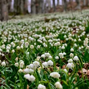 ghiocei Gradistea 02, foto Facebook/Romsilva