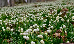 ghiocei Gradistea 02, foto Facebook/Romsilva