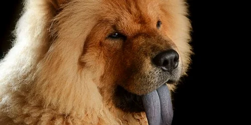 Caine chow chow FOTO Wikipedia