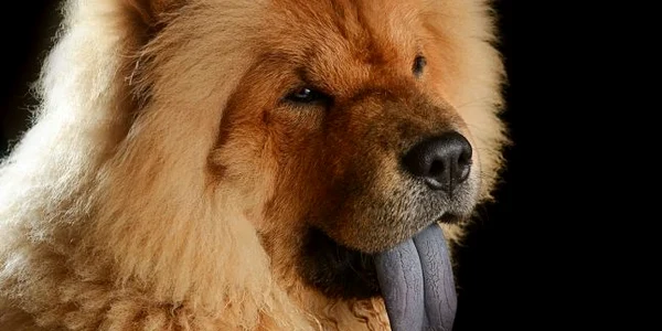Caine chow chow FOTO Wikipedia