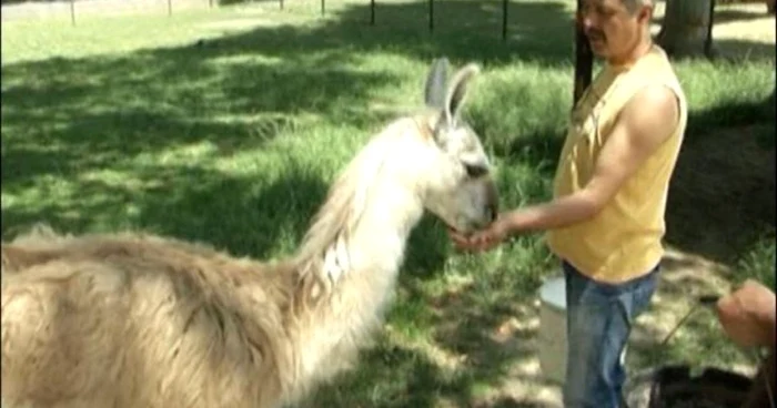 Animalele de la Zoo au parte de tratament special în perioadă de caniculă