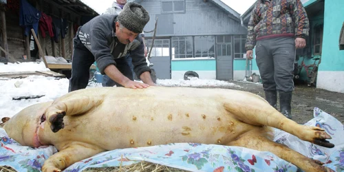 Fermierii preferă să îşi taie animalele în mod tradiţional