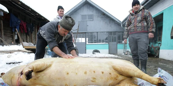 Fermierii preferă să îşi taie animalele în mod tradiţional