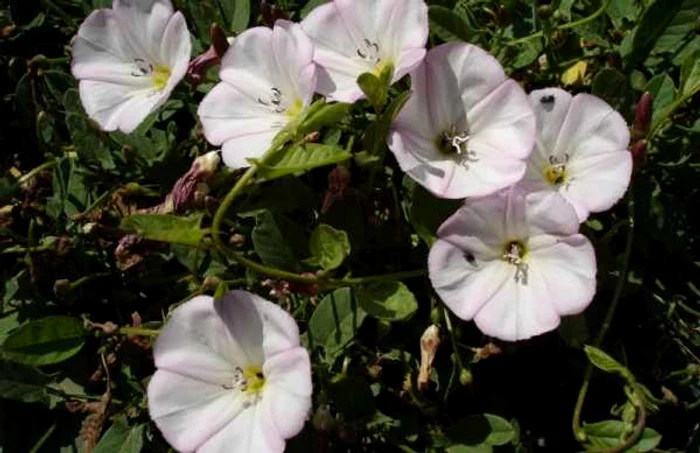 Volbura, unul dintre cele mai eficiente laxative naturale Foto: ro.wikipedia.org