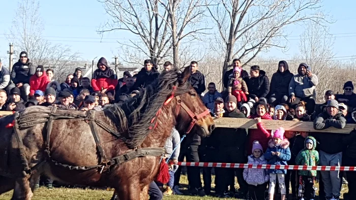 Pentru cei mai frumoși cai se acordă premii în bani FOTO: Roxana Mihalache 