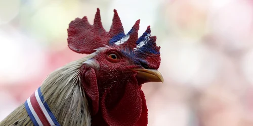 Un cocoş cu creasta pictată în culorile steagului statului Costa Rica este văzut în timpul unei emisiuni în direct de la Cupa Mondială 2014 în piaţa Democracia din San Jose FOTO Reuters