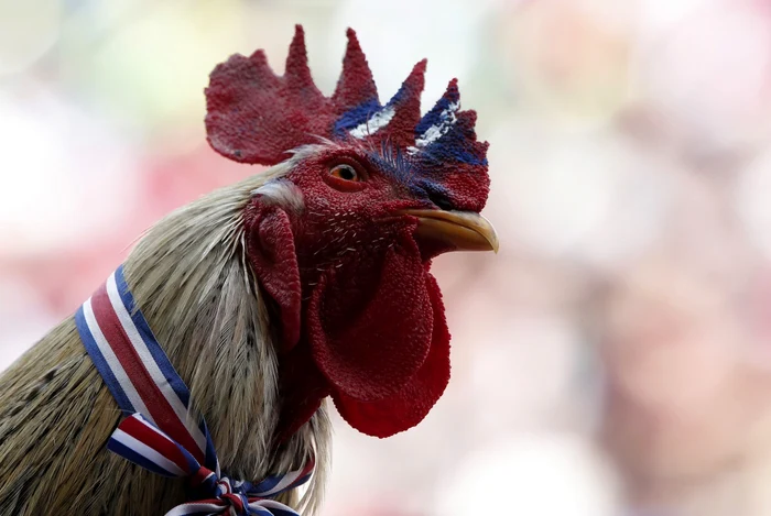 Un cocoş cu creasta pictată în culorile steagului statului Costa Rica este văzut în timpul unei emisiuni în direct de la Cupa Mondială 2014 în piaţa Democracia din San Jose FOTO Reuters