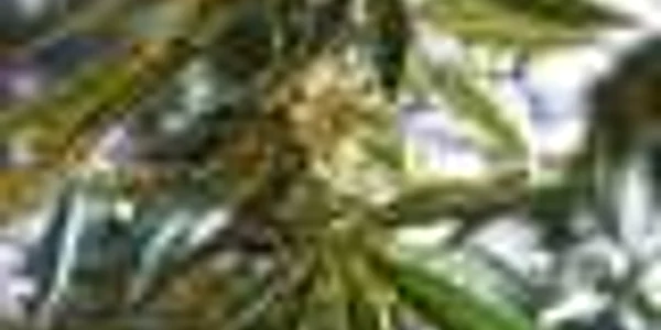 Marijuana, legalizată pentru uz personal în Argentina