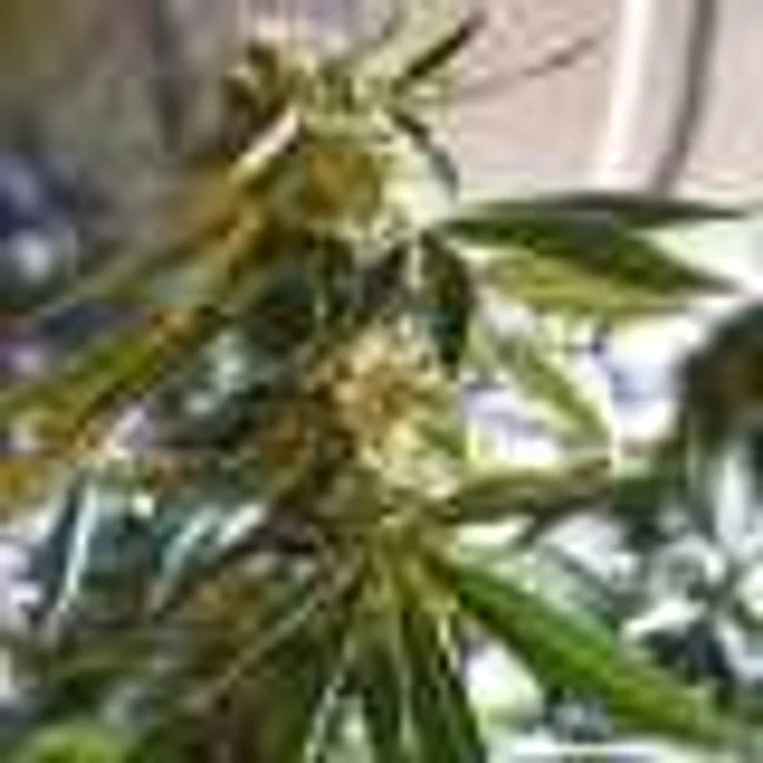 Marijuana, legalizată pentru uz personal în Argentina