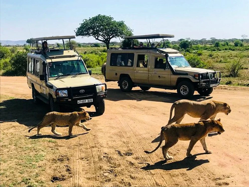 
    Safari în savana din Kenya este atracția destinației  