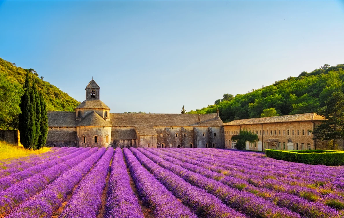 rsz câmp de lavandă din provence shutterstock jpg