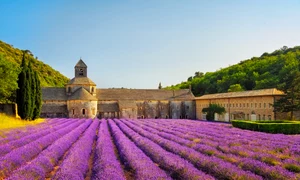 rsz câmp de lavandă din provence   shutterstock jpg