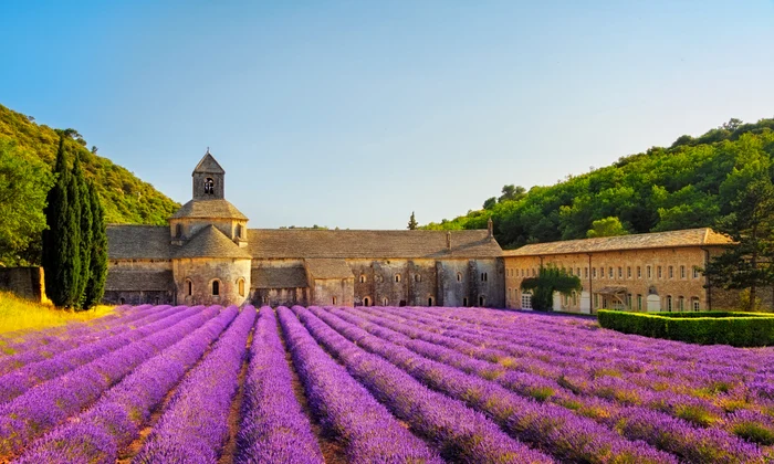 rsz câmp de lavandă din provence   shutterstock jpg