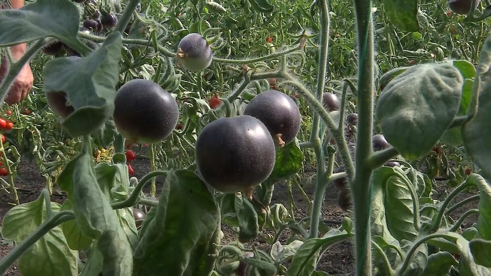 Roșia neagră, omologată în România. Soiul de tomate kumato, botezat Rapsodia, are proprietăți superioare roșiei clasice