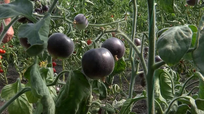 Tomatele kumato sunt închise la culoare. FOTO Iulian Bunilă