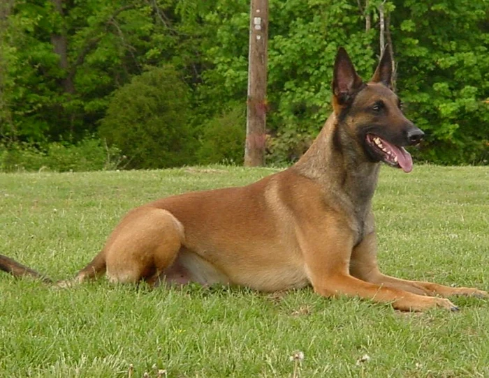 Câinele Malinois - caracteristici ale raseifoto: petshop4u.ro